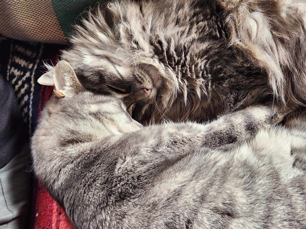 my parents ' cats cuddling with foreheads together 