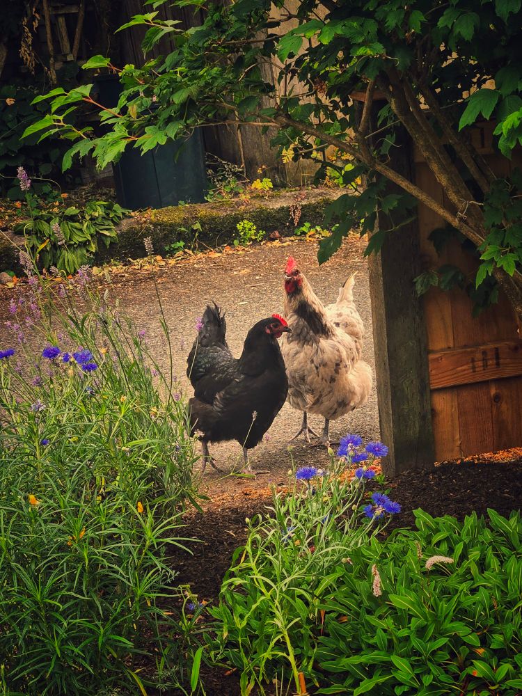 two chickens