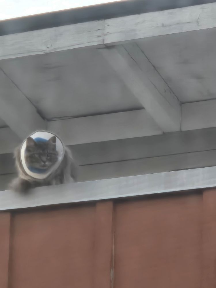 roof cat with cone on