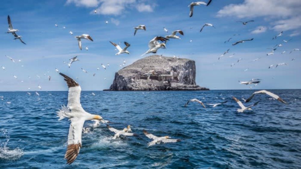 Birdlife threat blows Scotland’s offshore wind plans off course