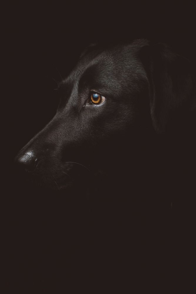 Das Gesicht eines schwarzen Hundes von der Seite fotografiert