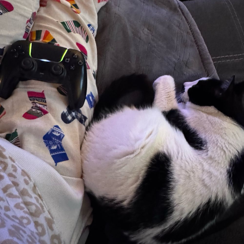 Gaming with cat
