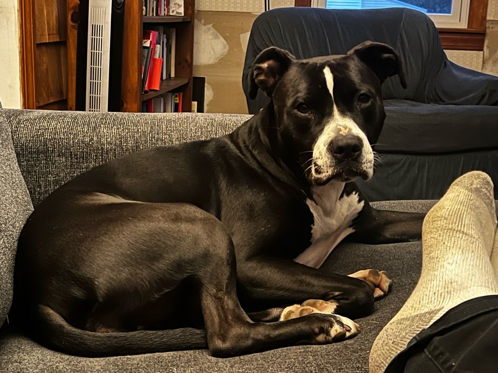 An image of a black and white dog on a gray couch