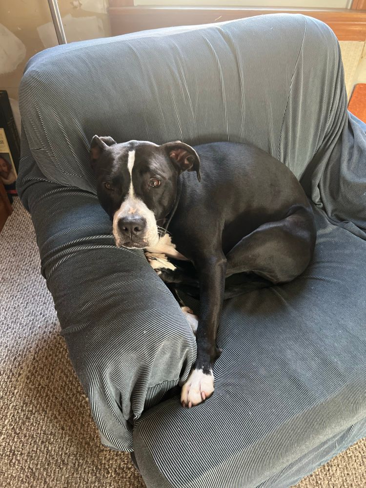 An image of a black and white dog curled up against the cold