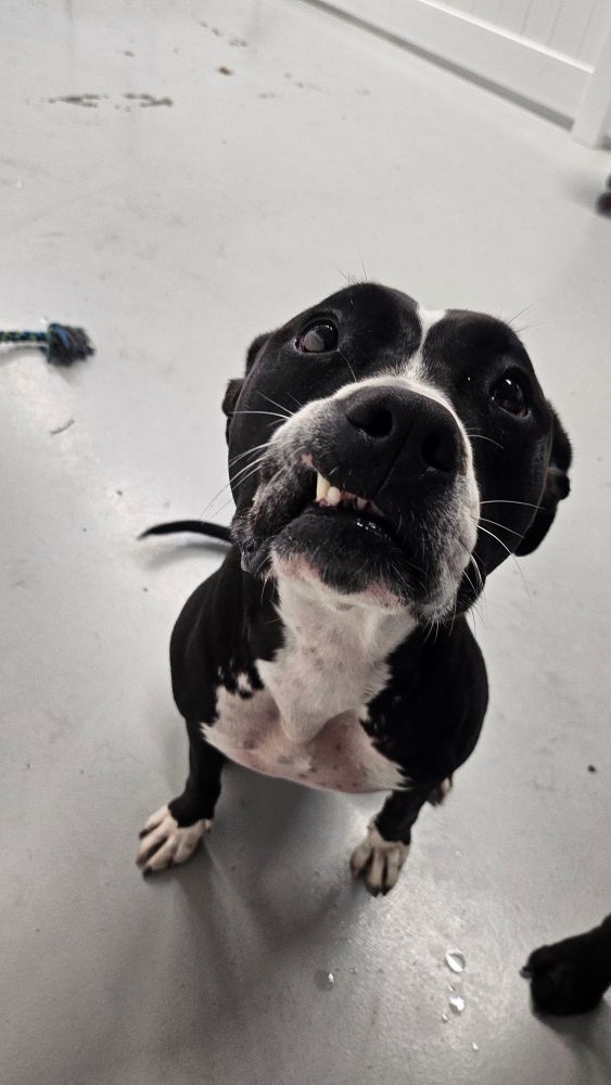 A black and white dog with teeth sticking out of the right side of her lips