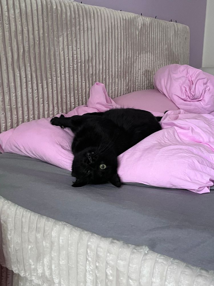 Schwarzer Kater liegt auf dem Rücken und guckt witzig.