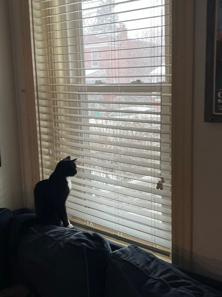 Interior photo of a cat peeping through the blinds as snow falls outside. 