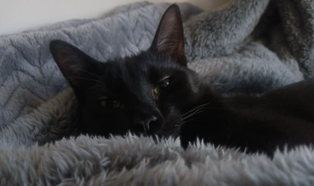 Black kitten eeping in fuzzy blankets leaning left