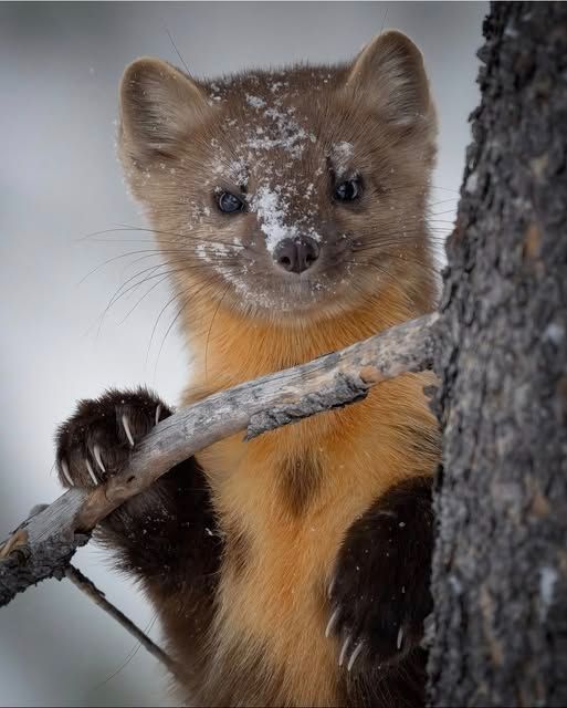 A pine marten clings to a branch, its fur a mix of golden brown and deep chocolate. Snow dusts its face as it peers out from the winter forest.