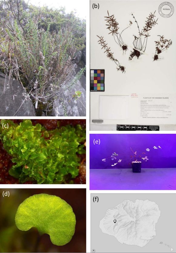 Figure 1 from Sezate, E., Aguraiuja, R., Demotta, M., Flynn, T., Shadle, S., Wolkis, D., Wood, K. R., & Rønsted, N. (2025). Herbarium specimens as a potential source of viable spores for conservation of rare and endangered Hawaiian ferns. American Fern Journal, 115(2), 126–141.
https://doi.org/10.1640/0002-8444-115.2.126.

Pellaea ternifolia (Cav.) Link, a native Hawaiian fern species successfully germinated from herbarium specimens in this project. a) Habitat, Wailua Iki, Maui, photo by Ken Wood, b) Herbarium specimen Ken Wood 10960 (PTBG), collected in 2004, c) Gametophyte, photo by Emily Sezate, d) First leaf, photo by Emily Sezate, e) Mature sporophyte, photo by Emily Sezate, f) Locality map of Kaua‘i, Hawai‘i, produced by Ben Nyberg.
Downloaded