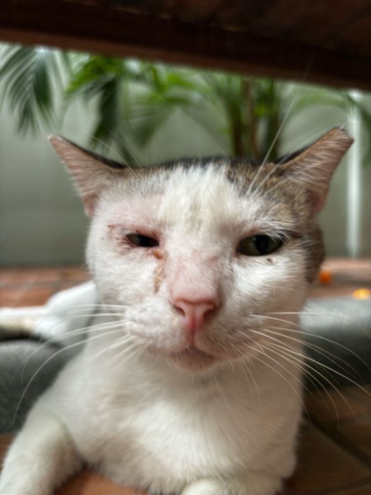white cat with visible injuries, laying down on the floor
