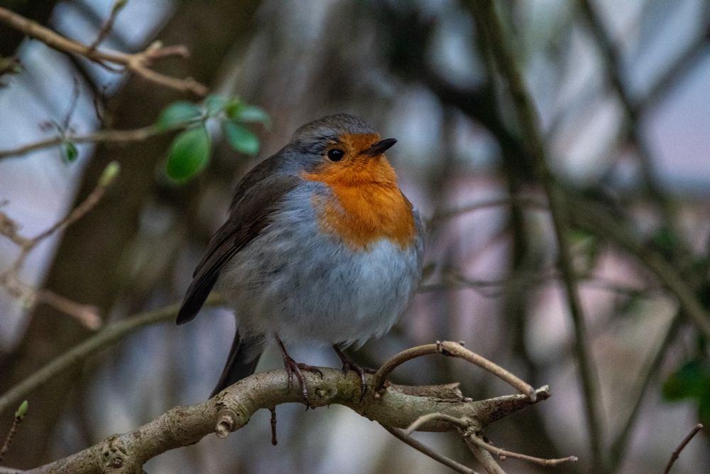 A robin sitting on a twig, chest puffed