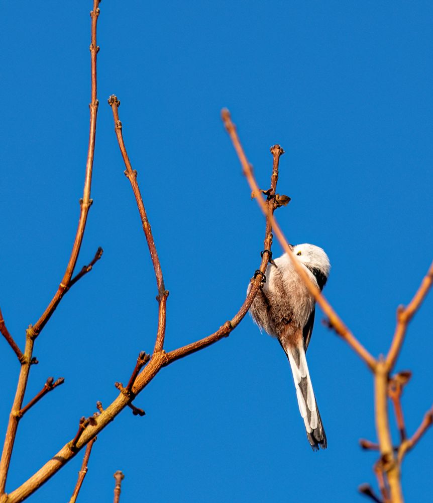 A long tailed tot clinging to one of the twigs on the very top of a tree, tail directing downwards. Other twigs are also crossing through the picture in front of a blue sky, one of them going directly in front of the bird’s neck and beak