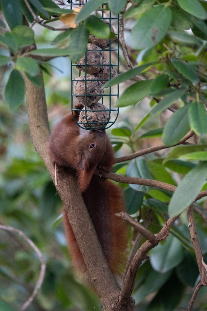 A squrrel in a tree, trying to get the fat balls in a bird feeder. The squirrel is leaning so far backwards that it's actually pretty much upside down, and trying to get to the feeder from below