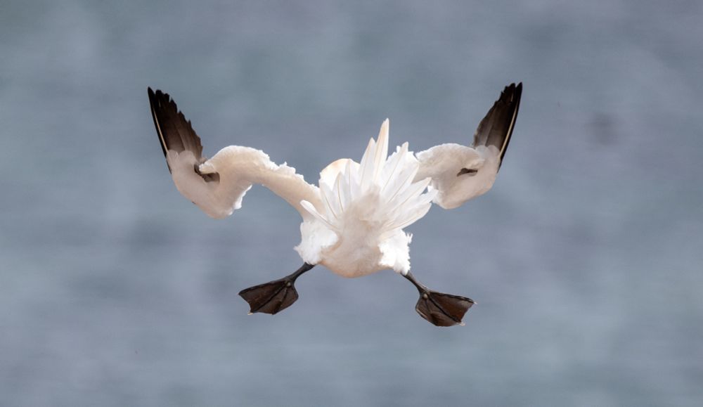 A gannet flying in high winds, photographed from behind. Wings and legs are stretched out diagonally in all directions. The body and head are obscured by bushy tail feathers