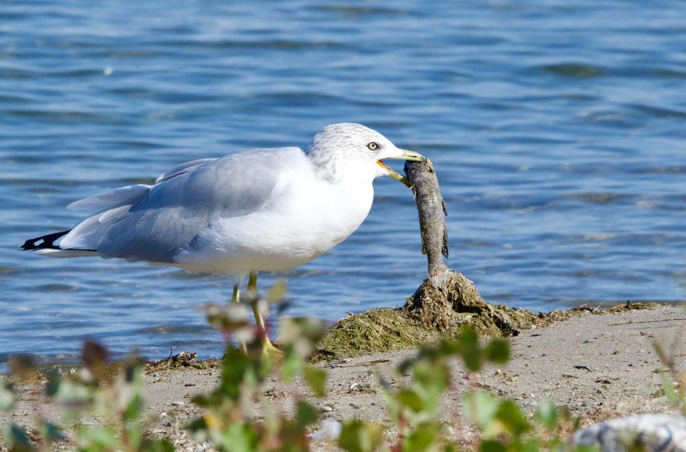 A ring-billed gull stamding on a beach, a dead fish in its beak