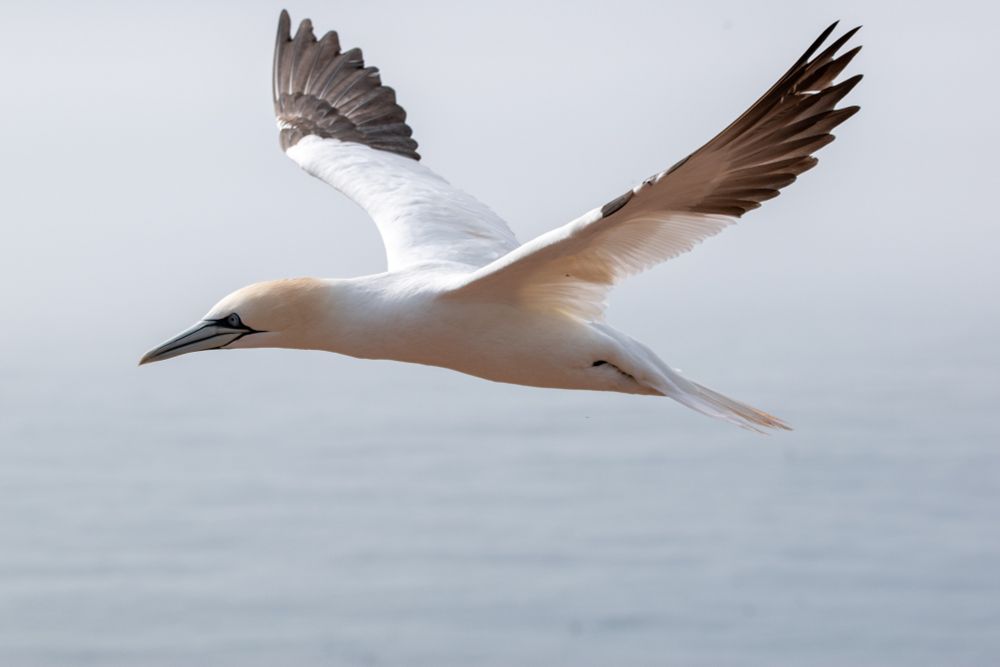 A northern gannet flying parallel to the photographer, wings outstretched. The background is a light gray sea and foggy sky melting into each other