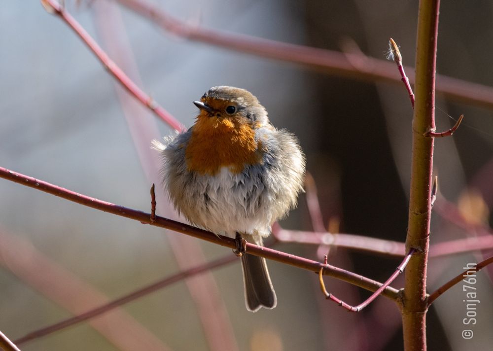 A very puffy robin sitting on a bare twig, its sleek tail feathers looking almost comically small in comparison to the fluffy body