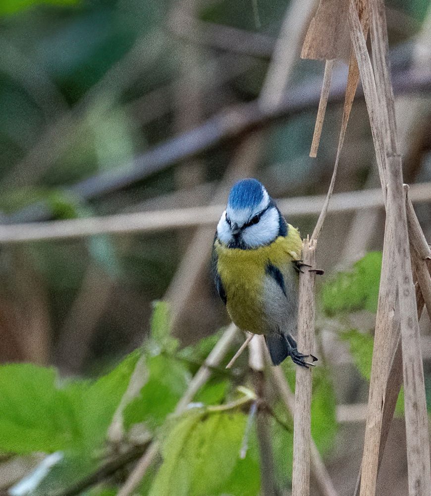 A blue tit clinging to the top end of a broken off reed