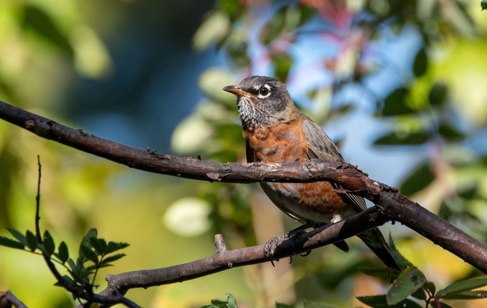 An American Robin sitting in a tree. A small branch is running in front of it’s body, partly hiding it 