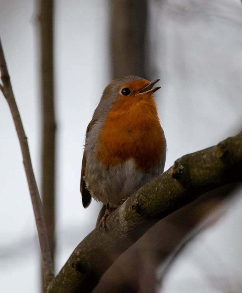 A robin on a mid-sized branch, on a gray Winter morning