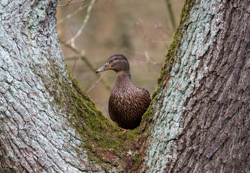 A female mallard framed by the wide v-shaped tree crotch of the willow tree she is standing on 