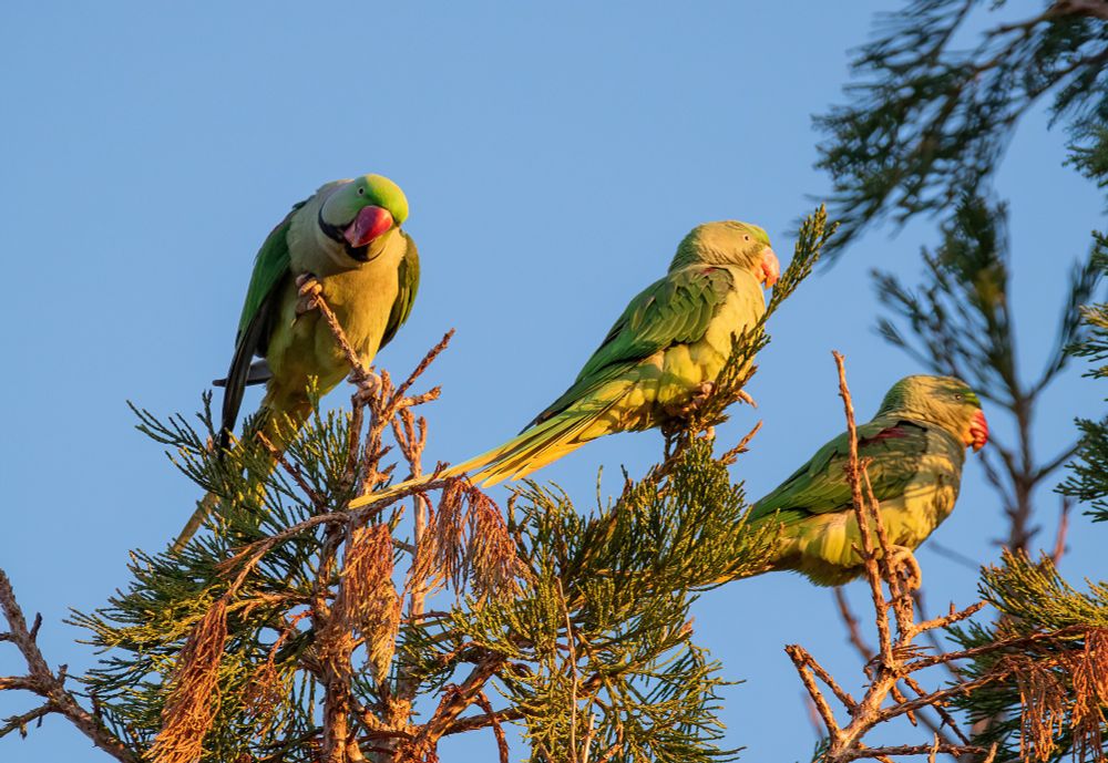 Three rose-ringed parakeets are perched onto the top of a tree. One of the birds is seen from the front looking downwards, roughly towards the photographer, the other two are turned to the side