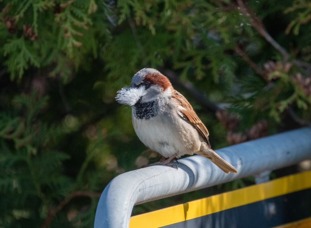 House Sparrow sitting on top of a street sign, a downy feather in its beak