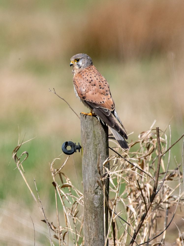 A kestrel sitting on a pole in a field