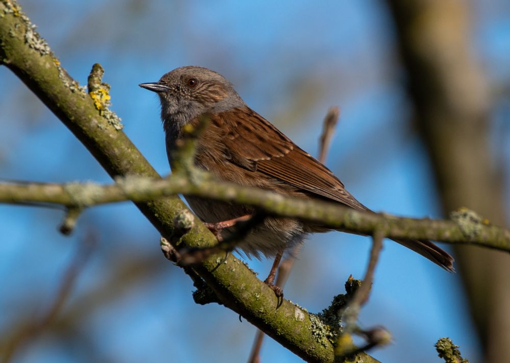 A dunnock - a roughly sparrow-sized brown and grey bird - sitting on a bare twig. 
