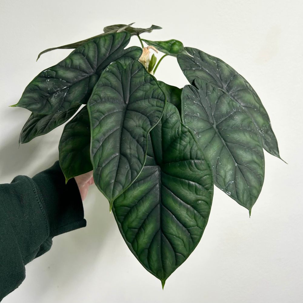 A plant with deep gray-green leaves that resemble lizard scales 