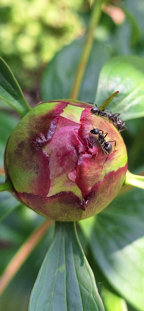 Pink peony flower ball, the petals not yet opened, with two ants crawling atop.