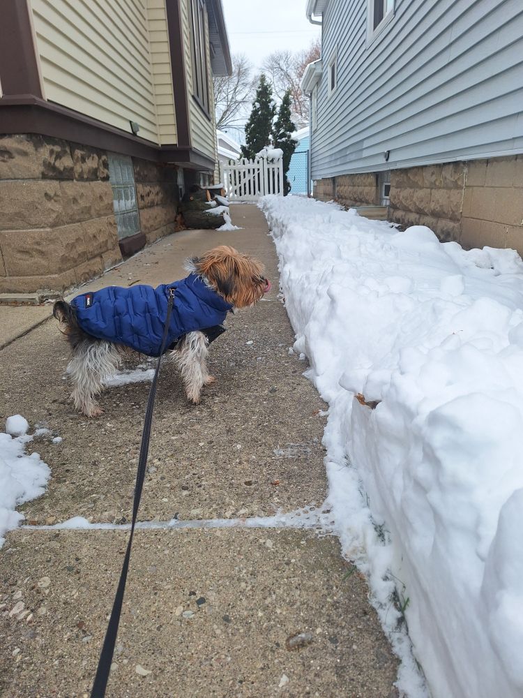 Small Yorkie dressed in a blue puffer coat, walking down a shoveled path, the snow is as tall as him.