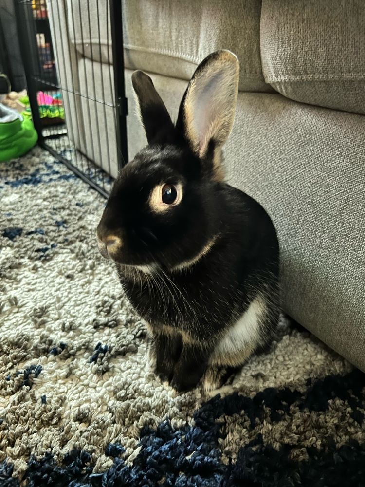 Black otter rex rabbit