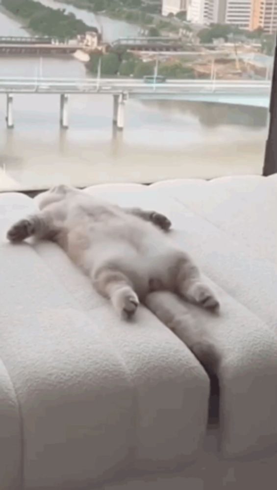 a cat is laying on its back on a couch in front of a window overlooking a river