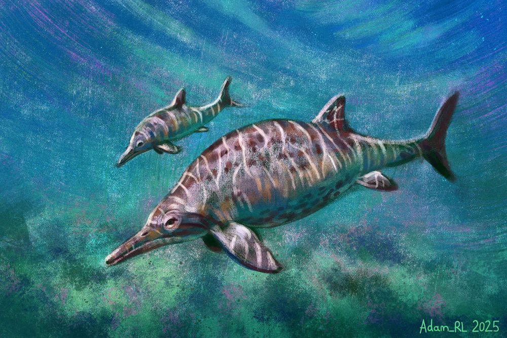 A vibrant and slightly stylised digital painting of an ichthyosaur swimming in the foreground and her young calf just beside her. The animal's body is a pale, pinkish-grey with brown mottled spots. The young calf has fewer spots as they are yet to develop. Both individuals have the ripples of the ocean's surface reflecting off their dorsal side (water caustics).