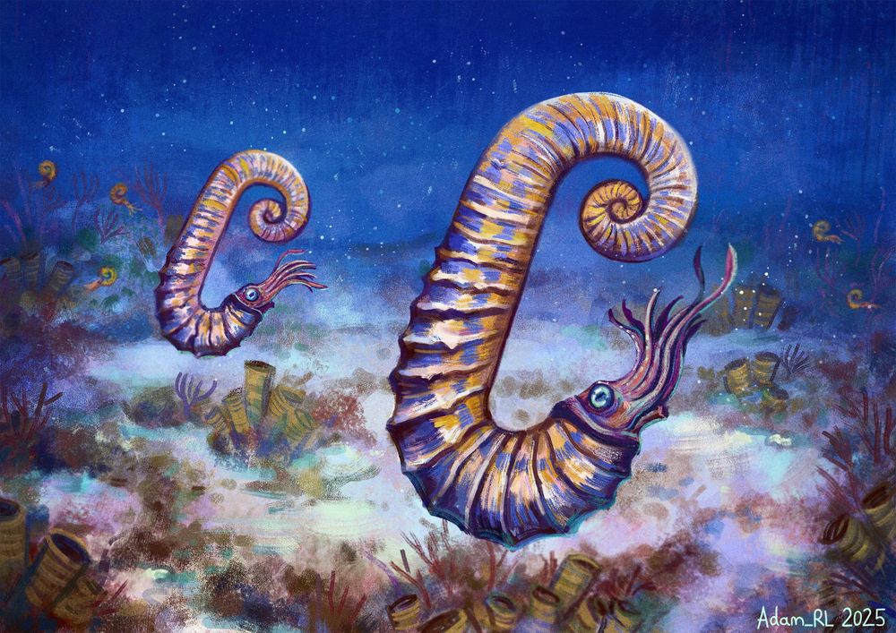 a vibrant digital painting depicting two Ancyloceras (ammonites with a long, hook-shaped shell as opposed to the typical spiral) in the foreground. The coral reef, along with crinoids (sea lillies) and more typically-shaped ammonites can be seen in the background.

An ammonite is classified as heteromorph if its shell is shaped like anything other than the typical spiral/ coil. There is a huge amount of diversity in the shell shapes of hetermorph ammonites, from almost perfectly-straight cones to shells shaped like paperclips!