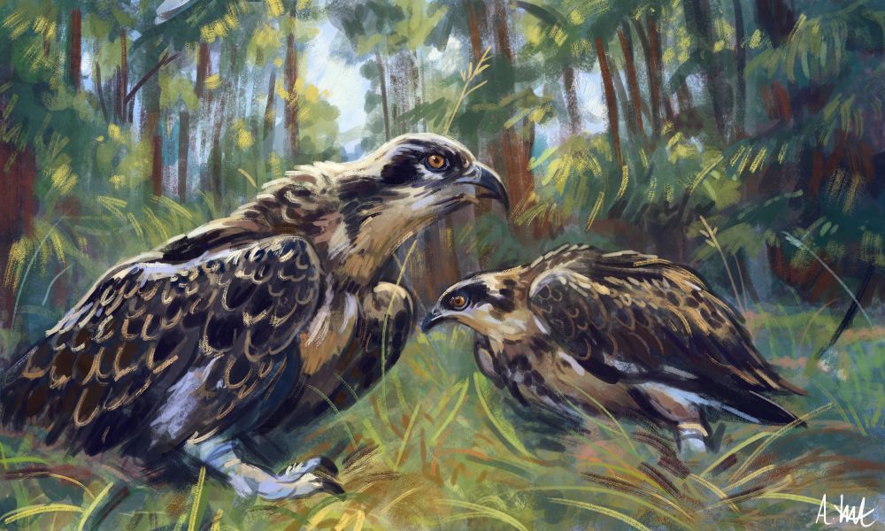 a somewhat loose and stylised study of a mating pair of Ospreys. During the summer months Ospreys breed and raise the chicks. While the female tends to the nest, the males will hunt for fish, averaging catches of 5 fish per day. Unfortunately however if there is not enough food to go around, the chicks will often fight amongst themselves. Older, and therefore, larger and stronger chicks can prevent their younger siblings from feeding, leading to starvation. (source: https://forestryandland.gov.scot/blog/osprey-migration).