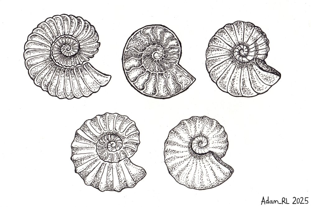 A scanned sketchbook page showing 5 pen and ink drawings of fossil ammonite shells. The first iteration is the most detalied, with lots of small segments in a tight coil. The second iteration is my attempt at translating the textures/ contrast of a polished ammonite into a condensed pen and ink drawing (I don't think it reads as well as the others). I think that the 5th iteration is the most readable and I think that the subtle shading on the segments looks pretty.