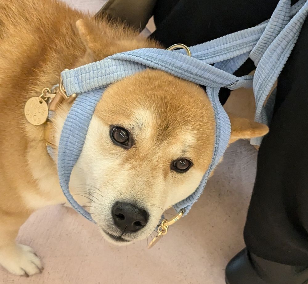 Shiba's face tangled in his leash, contemplating his life choices