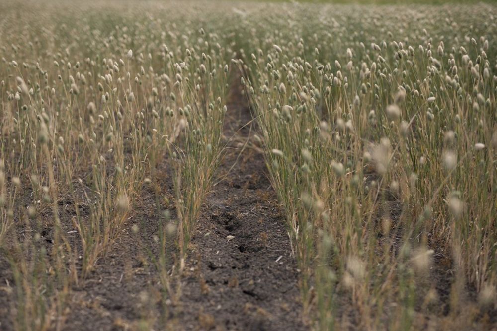 Climate change hurts farms and costs Canadian taxpayers