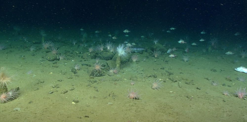 New research sheds lights on the huge carbon store in Canada’s seabed