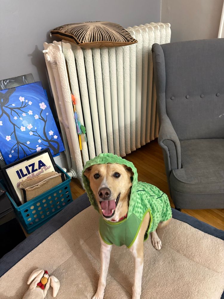 A gold and white Alaskan husky sits on a dog bed wearing a green pickle costume. She has her mouth open in a smile. 
