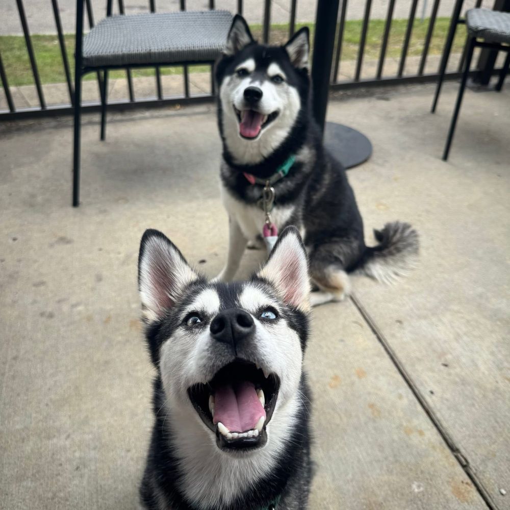 Two black and white Klee Kai dogs (they look like mini huskies) look at the camera making huge smiles with open Muppet mouths. The littler one is close to the camera, and his big sister is a few steps behind him. 