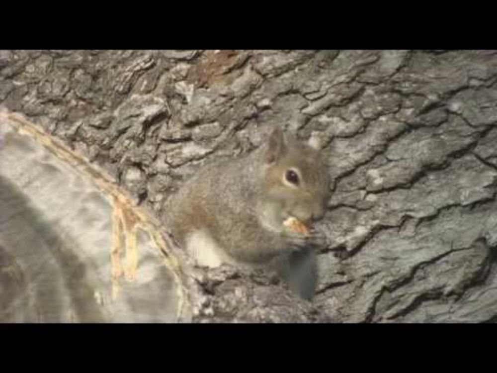 Squirell eats a ritz cracker to Huey Lewis' 'If This is It"