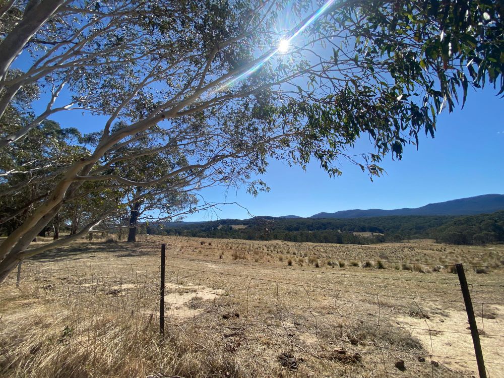 Gray silver eucalypt in the foreground. Blue sky and mountains under a bright spring sun.