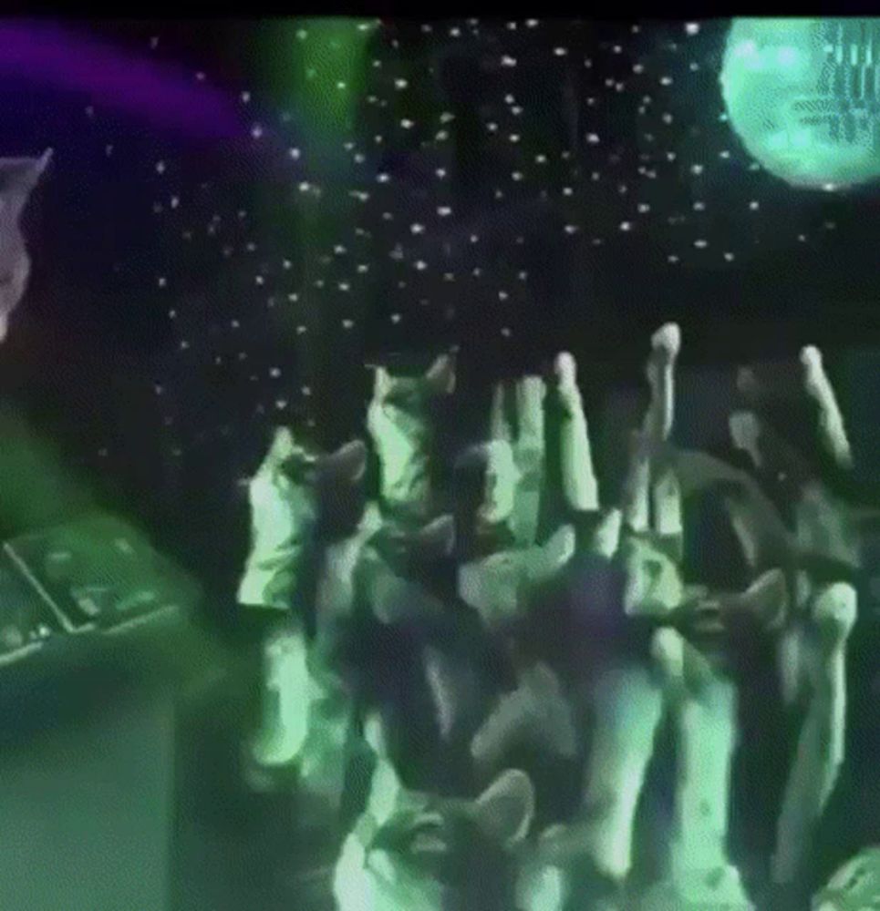 a group of cats are dancing in front of a disco ball ..