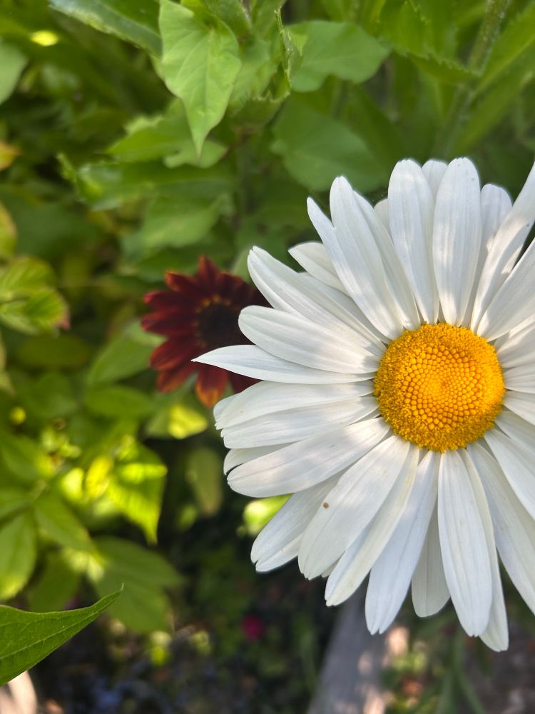 2 flowers - 1 a white shasta daisy and the 2nd flower peeking out from behind the daisy is an orangey brown chocolate sunflower. 