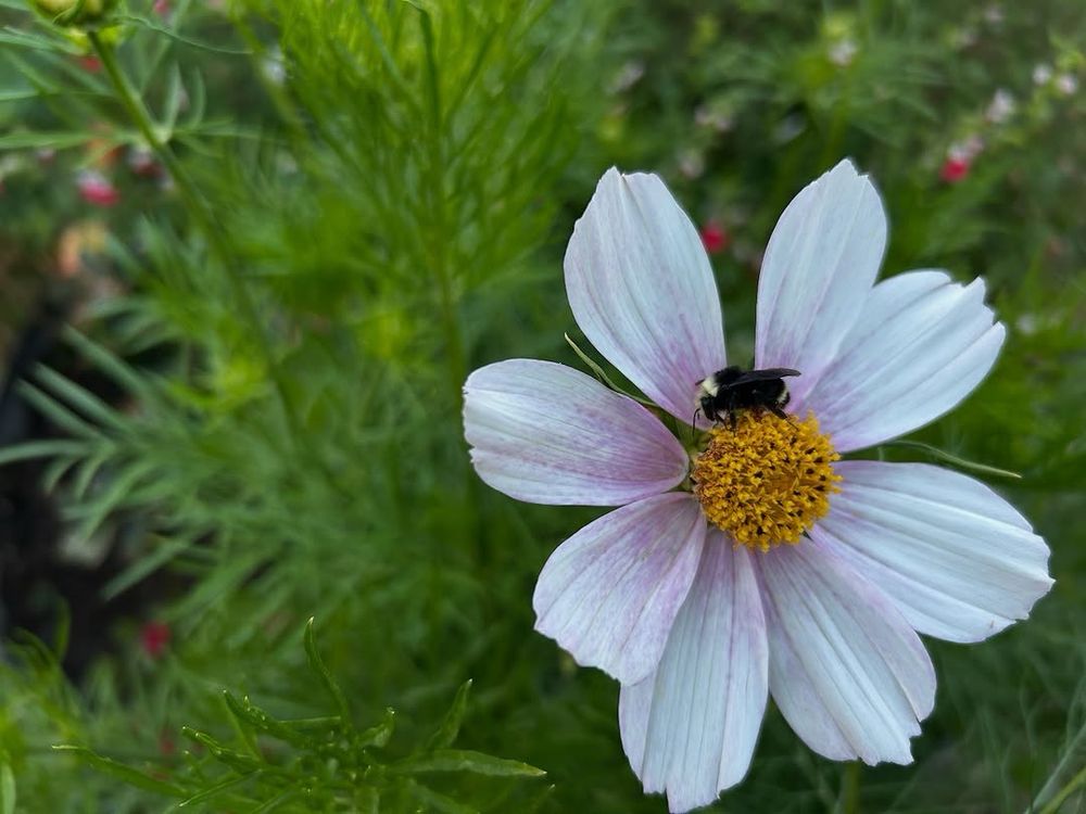 A bumblebee resting in a light pink flower with a yellow centre, a cosmos, with greenery in the background. 