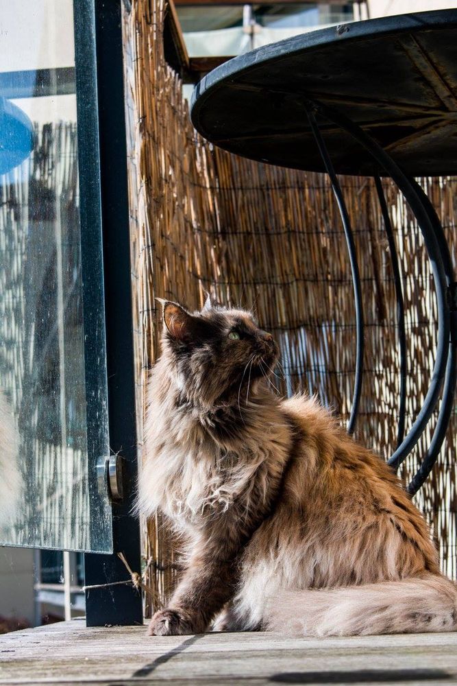 Annabelle, our dearly missed and few years passed, Maine Coon. She has brownish fur, I am afraid I was never good at describing her colour. She is standing on a balcony in front of glass. There is a metal table behind her and above her. There is brown fake reed balcony covering behind her. She is twisted back to look at something behind her giving her best Vogue.